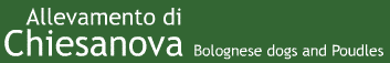 Allevamento di Chiesanova, Bolognese dogs and Poudles